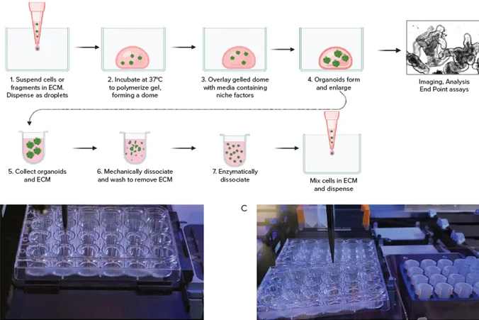 Automated 3D Cell Culture Workflows: Reshaping Disease Research and Drug Development